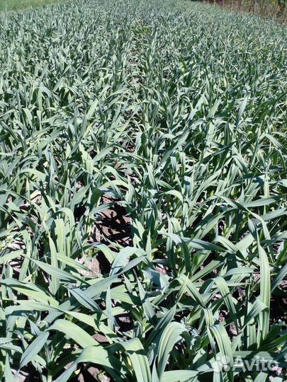 Чеснок и детка Рокамболь