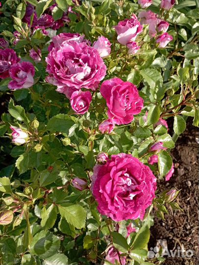 Роза плетистая,шрабы,спреи, почвопокровные