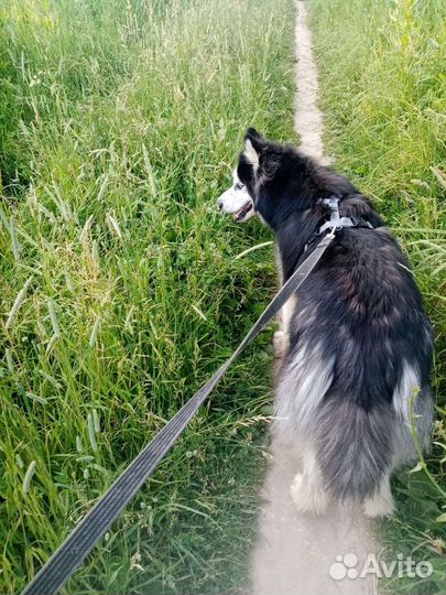 Присмотр за животными