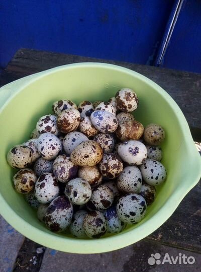 Яйца перепелиные