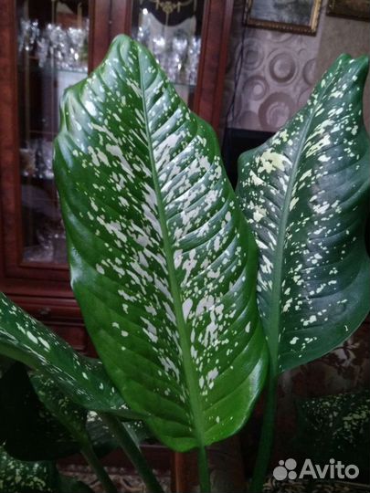 Диффенбахия