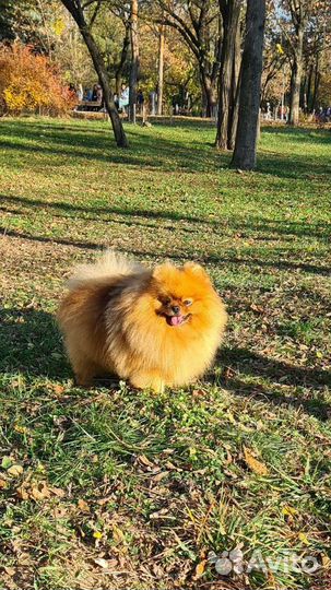 Померанский шпиц вязка