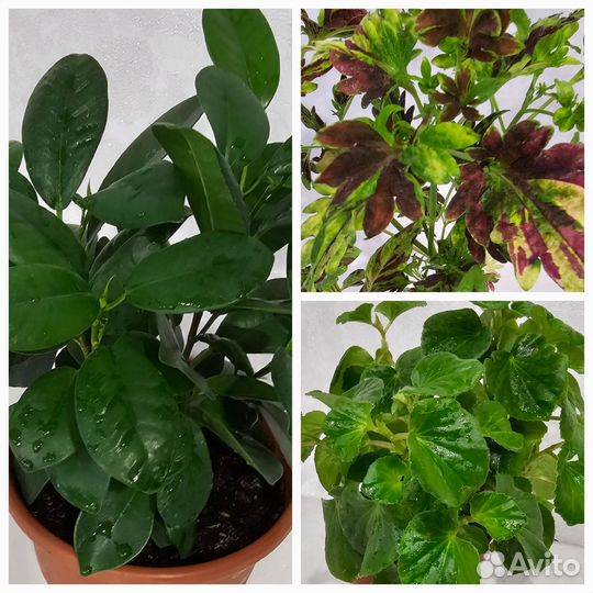 Фикус бегония колеус бесплатно