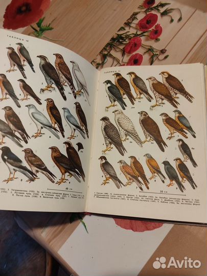 Книга птицы СССР