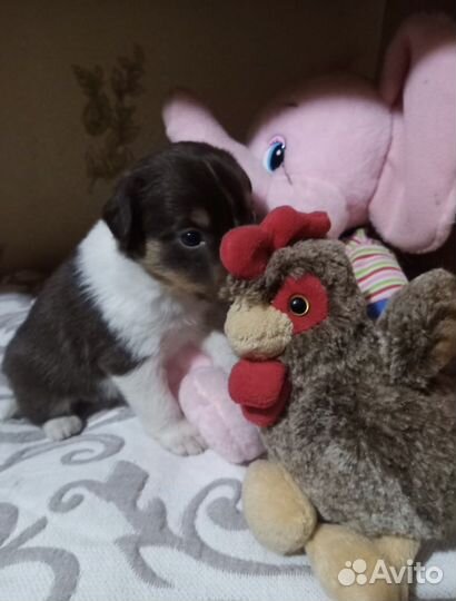 Щенок в дар