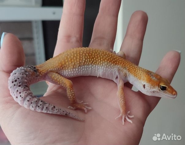 Пятнистый эублефар, леопардовый геккон, самка