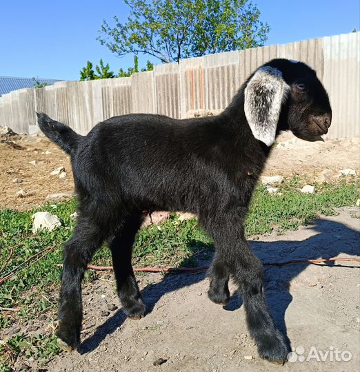 Козлик шами, козочка нубийская