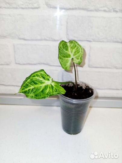 Редкие и экзотические растения 2