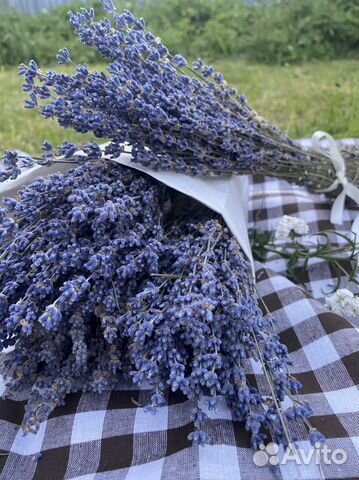 Лаванда Крымская