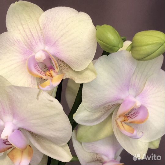 Орхидея Sculpture типа Персики два цветоноса