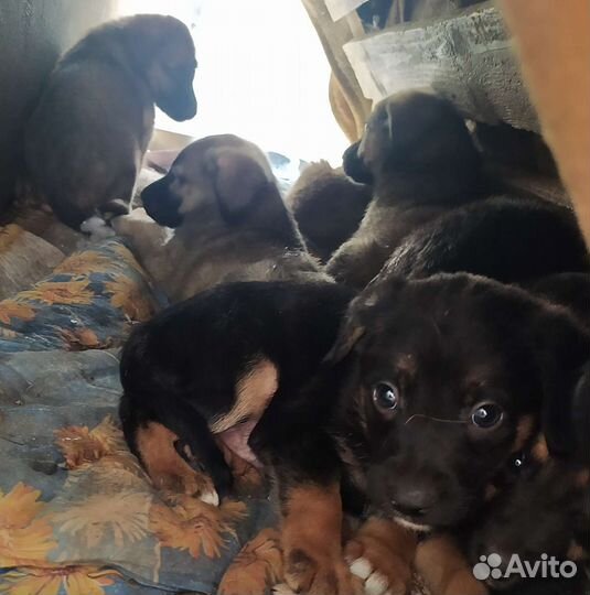 Собаки бесплатно
