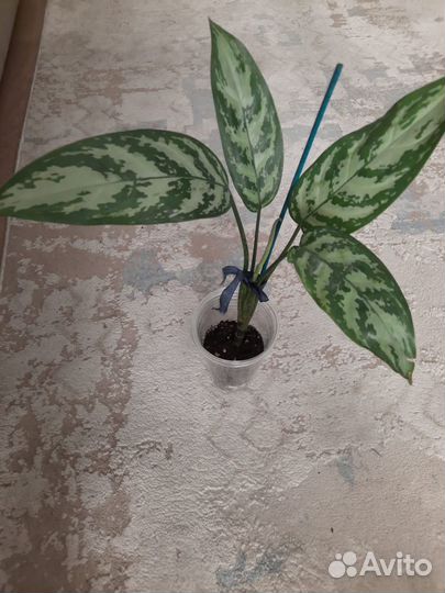 Аглаонема Мария