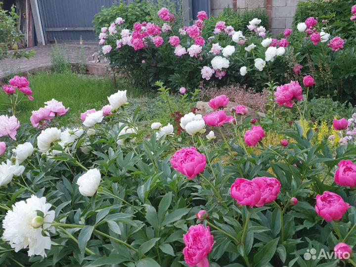 Пионы клубни