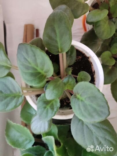 Фиалка фиолетовая