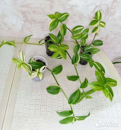 Традесканция