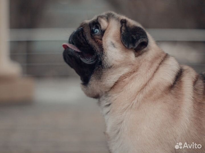 Вязка с шикарным кобелем мопса