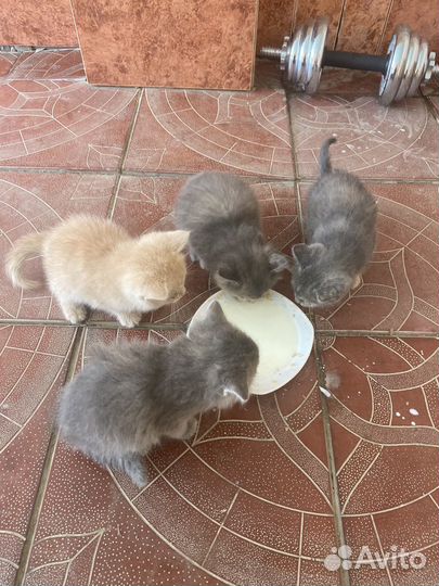 Отдам в добрые руки