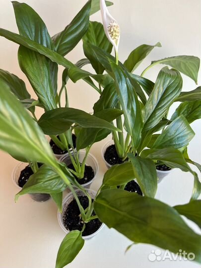 Спатифиллум, хлорофитум Лаксум