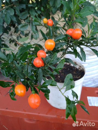 Продам цветы комнатные