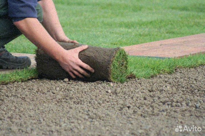 Рулонный газон от производителя