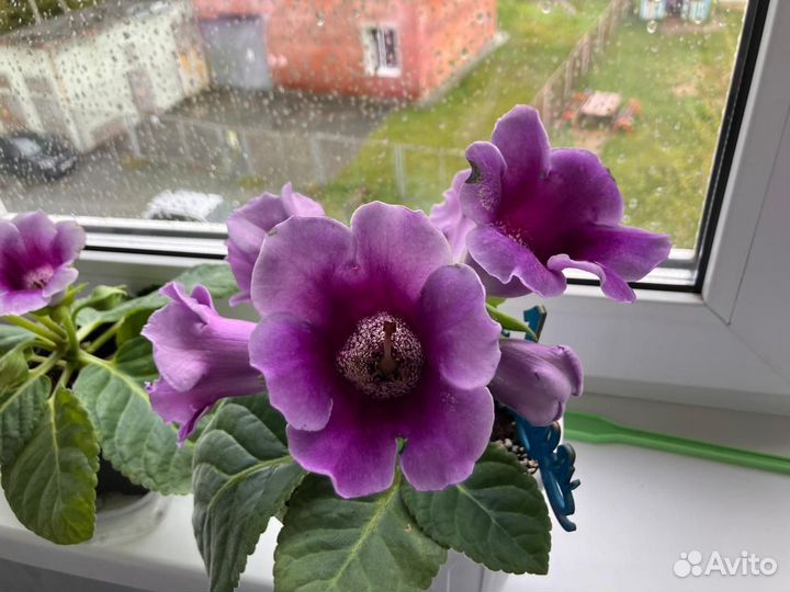 Продается глоксиния цветущая