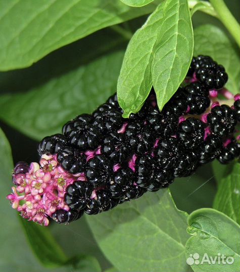 Лаконос ягодный фитолакка зкс