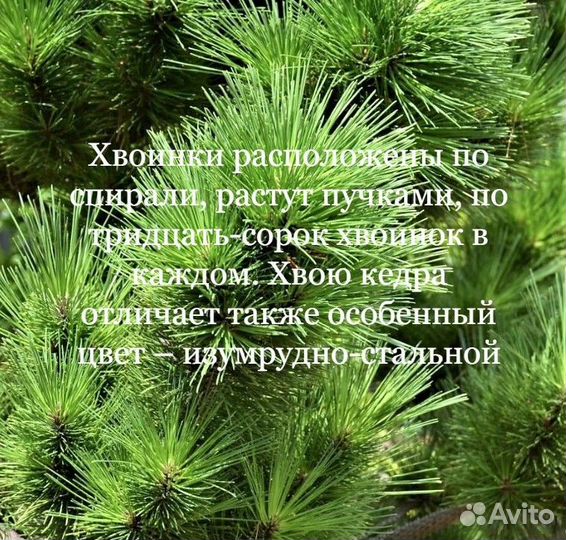 Кедр саженцы / сеянцы