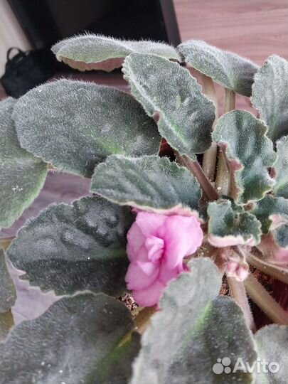 Сортовые фиалки цветущие