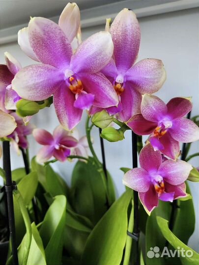 Орхидея Лиодоро