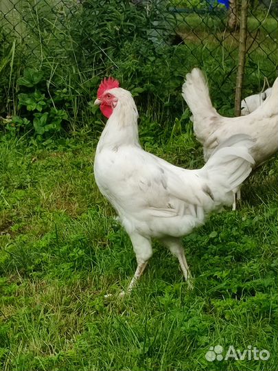 Молодые петушки