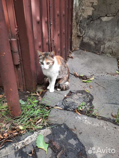 Кошка кошечка