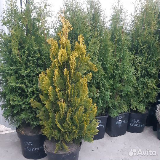 Туи,можжевельники,ель, кустарники