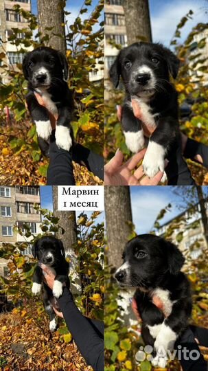 Собаки