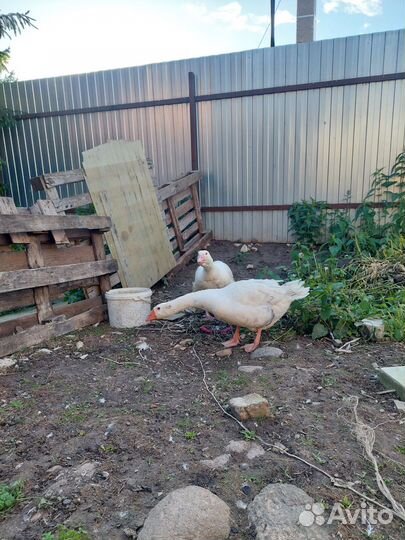 Гусыня, гусь