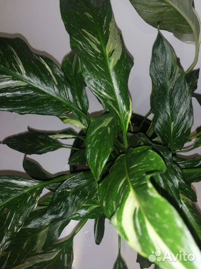 Спатифиллум New Albo, Даймонд вариагатный