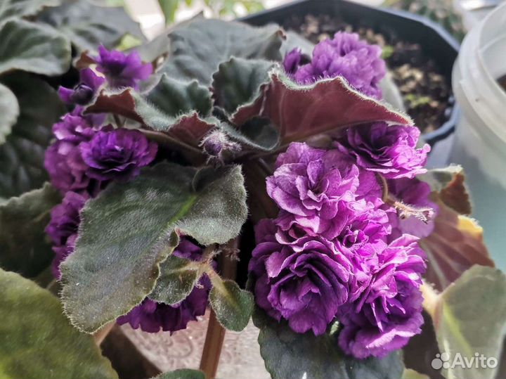 Фиалки махровые фиолетовые цветки