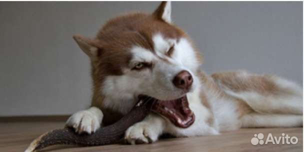 Рога для собак без лака