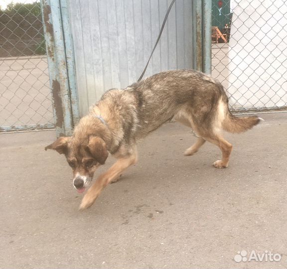 Малышка Джуди как больная обезьянка