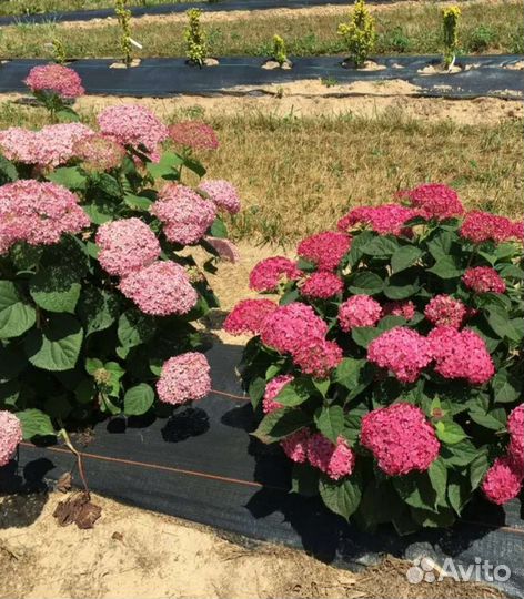 Гортензия древовидная Руби Анабель