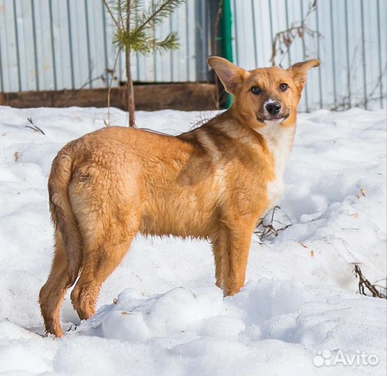 Собаки бесплатно в добрые руки