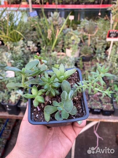 Теплица с суккулентами