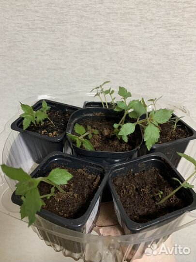 Ахименес tropical dusk