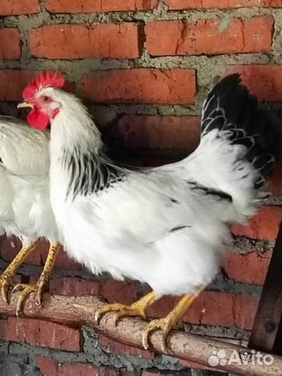 Молодые петухи Адлерская серебристая