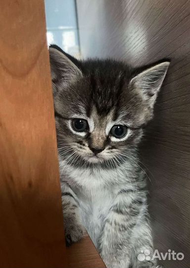 Котята сибирской кошки