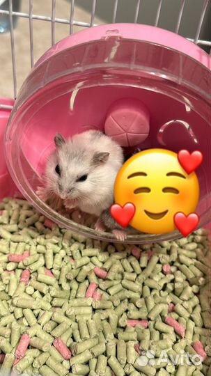 Джунгарский хомяк мальчик бесплатно