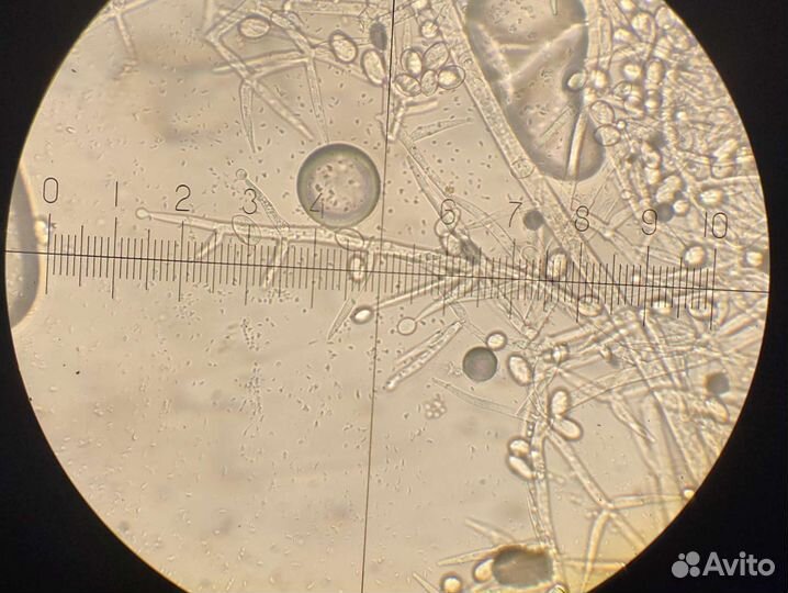 Репетитор егэ/огэ по биологии