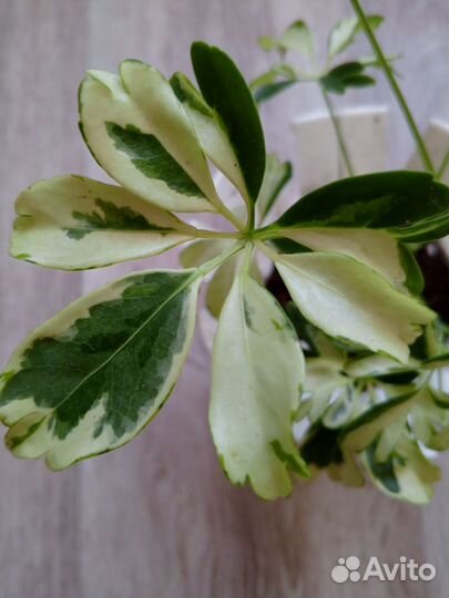 Комнатные цветы. Шеффлера Janine var