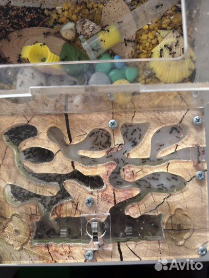 Муравьиная ферма с муравьями