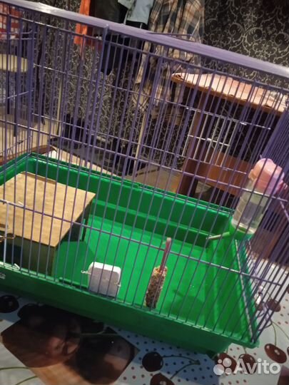 Клетка для грызунов бу