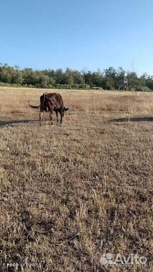 Коровы дойные молочные